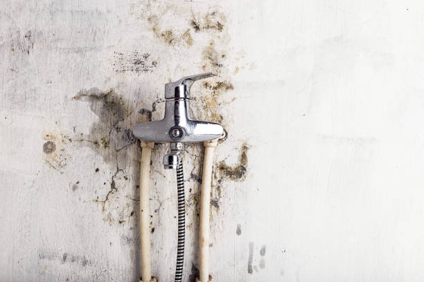 Best Residential Mold Removal  in Laurence Harbor, NJ