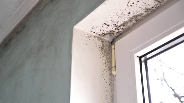 Professional Mold Removal in Laurence Harbor, NJ