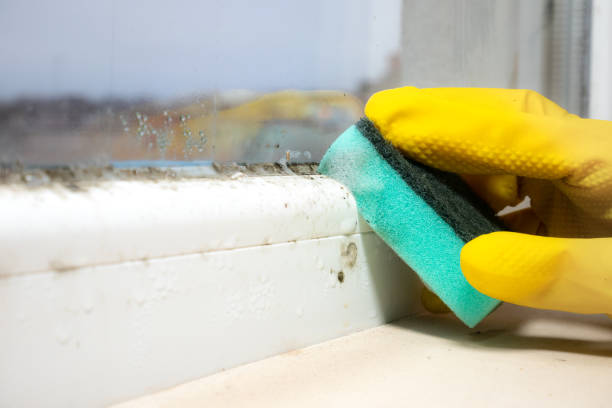 Best Toxic Mold Removal  in Laurence Harbor, NJ
