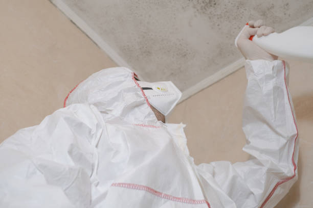 Best Black Mold Removal  in Laurence Harbor, NJ