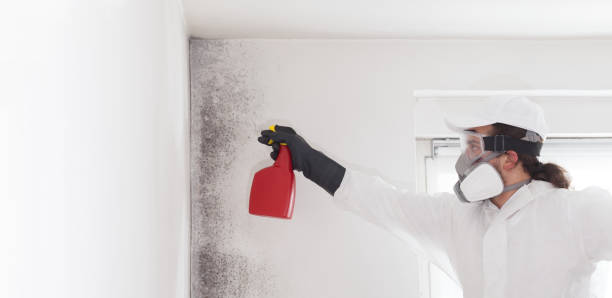 Best Mold Damage Repair  in Laurence Harbor, NJ
