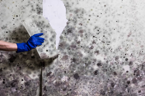 Best Affordable Mold Removal  in Laurence Harbor, NJ
